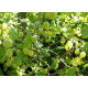 Karviainen 'Hinnonmäen keltainen' (Ribes uva-crispa)